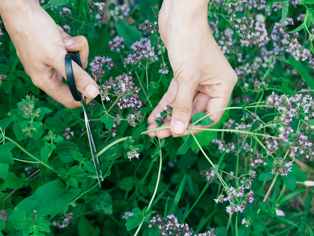 Oregano Grow Guide: How to Plant, Grow and Harvest Oregano