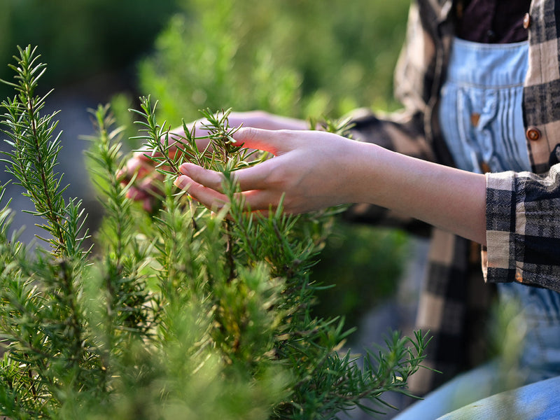 Rosemary Grow Guide: How to Plant, Grow and Harvest Rosemary