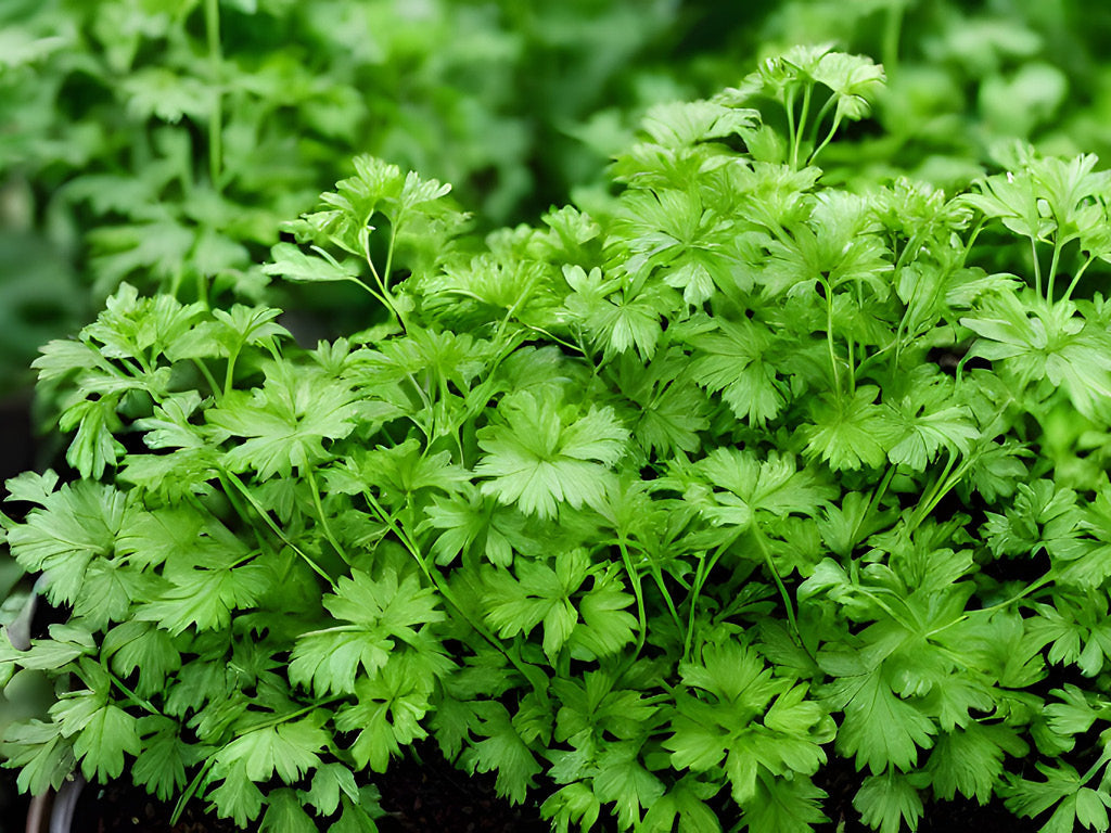 Cilantro Grow Guide: How to Plant, Grow and Harvest Cilantro