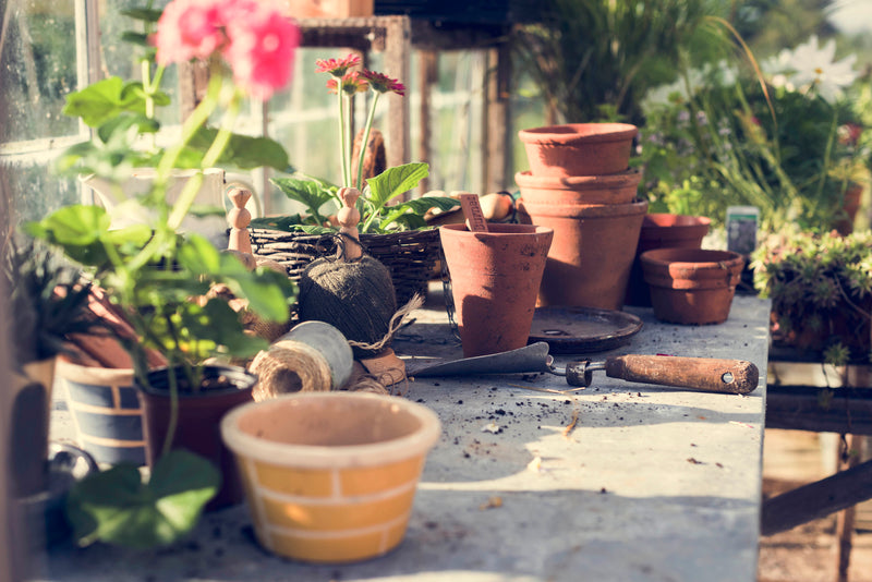 Starting a Container Garden