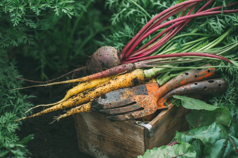 Growing Carrots from Seed