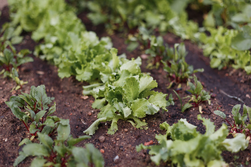 Growing Lettuce from Seed