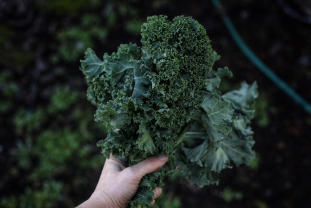 Growing Kale from Seed