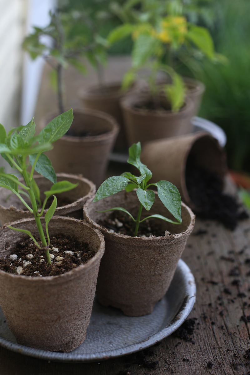 Transplanting Seedlings