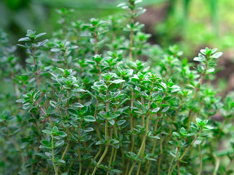 Thyme Grow Guide: How to Plant, Grow and Harvest Thyme