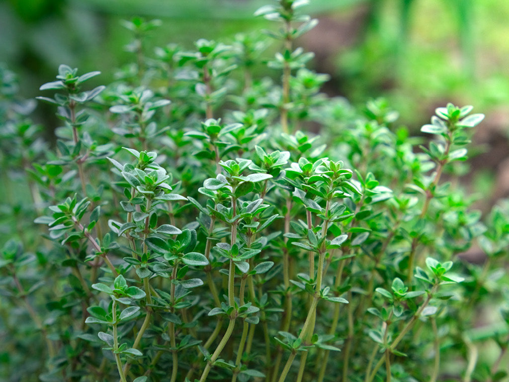 Thyme Grow Guide: How to Plant, Grow and Harvest Thyme