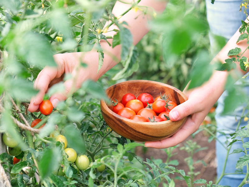 Tomato Companions: The Best Plants to Grow with Tomatoes (and Which To Avoid)