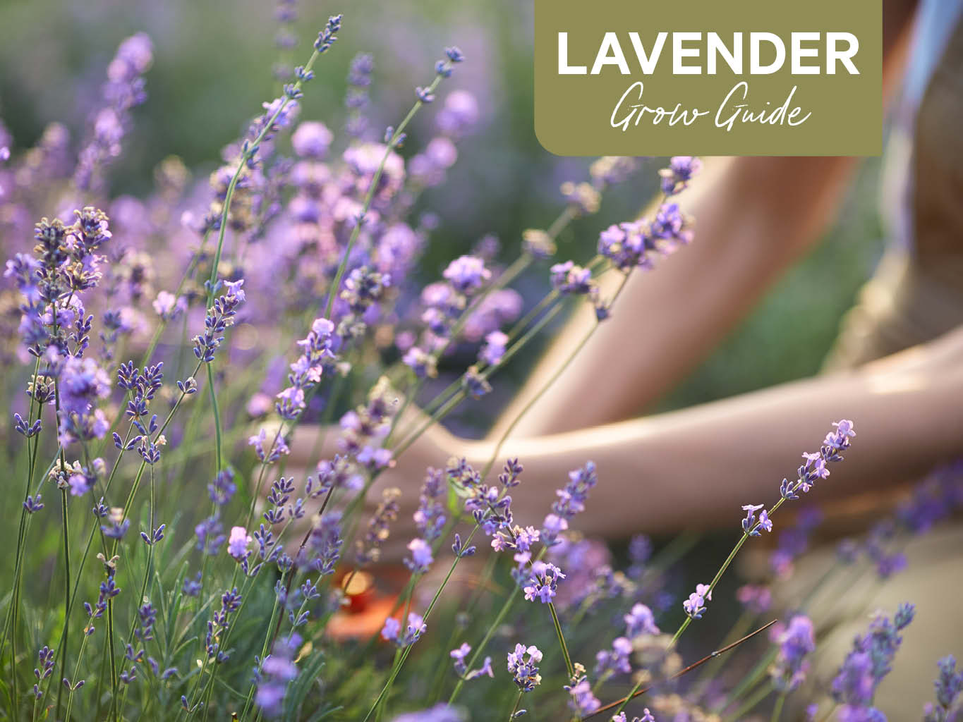 How to Care for and Harvest Lavender Plants - Dengarden