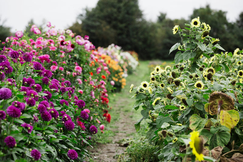 The Power of Pollinators: The Unsung Heroes of Your Garden