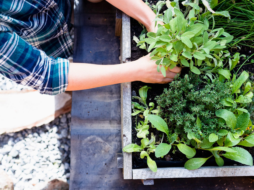 Sage Grow Guide: How to Plant, Grow and Harvest Sage