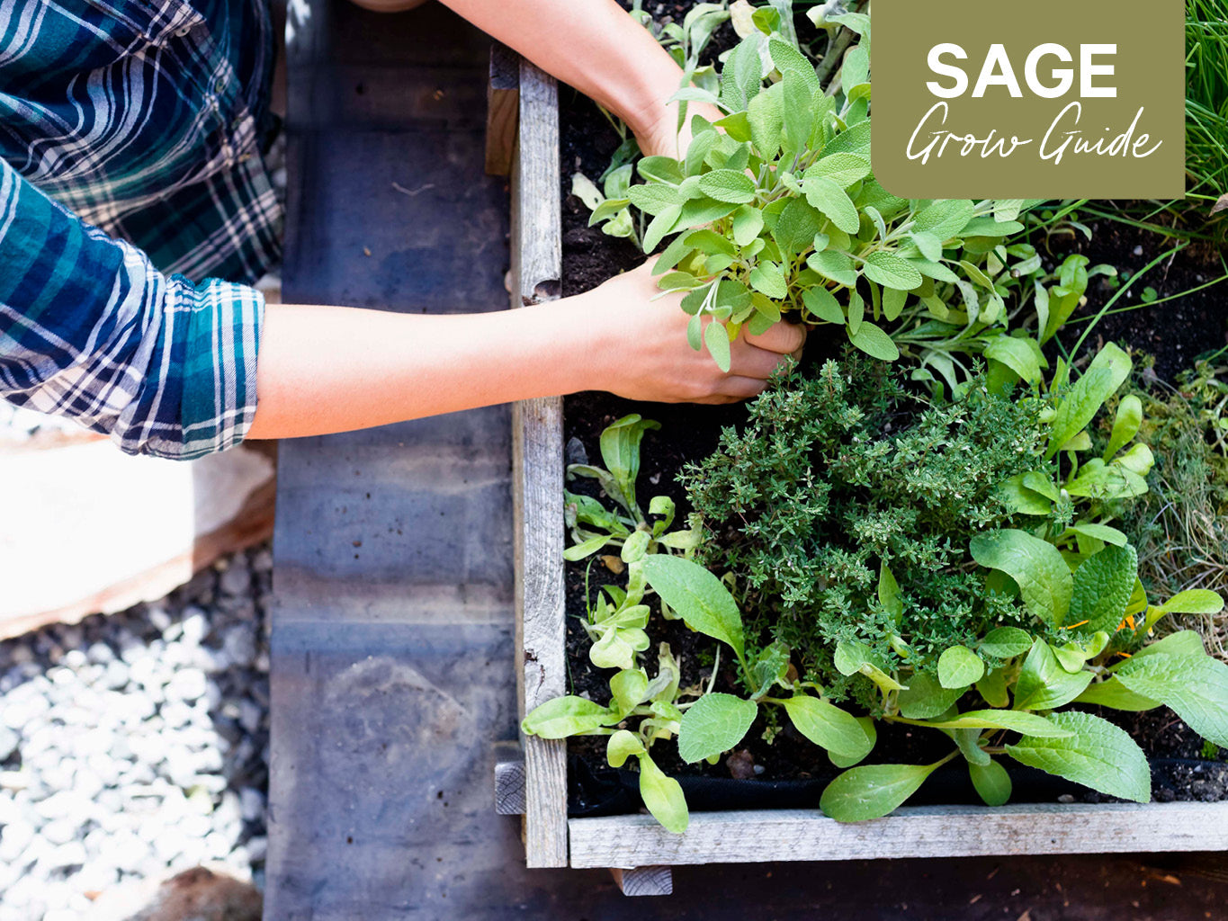 How To Grow And Care For Sage In 5 Easy Steps