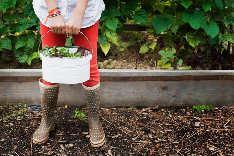 Starting a Raised Bed Garden