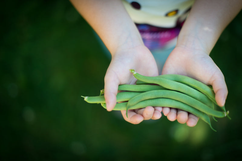 Growing Green Bean from Seed