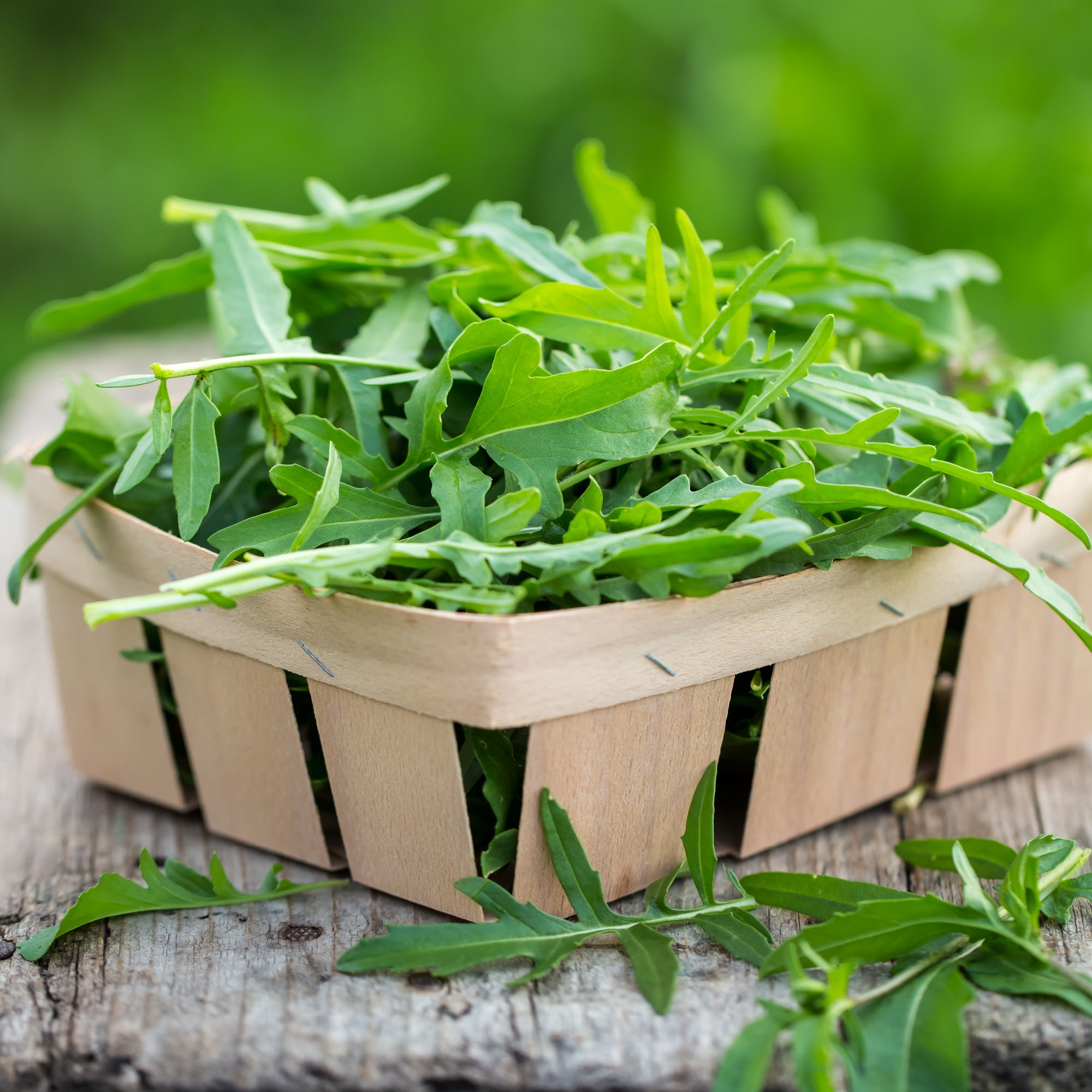 Organic Arugula | Rocket